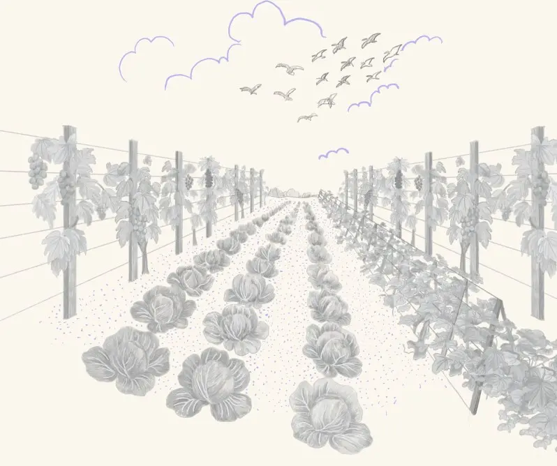 A hillside vineyard planted in rows
