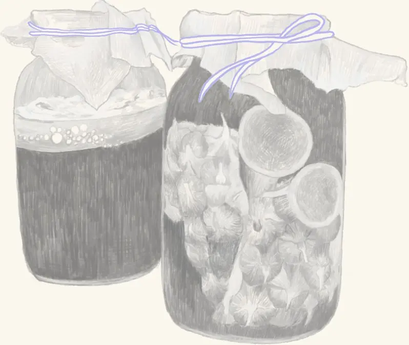 Two jars of fermenting fruit and kombucha
