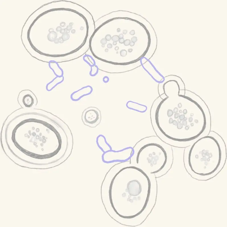 An illustration of yeast and bacteria cells