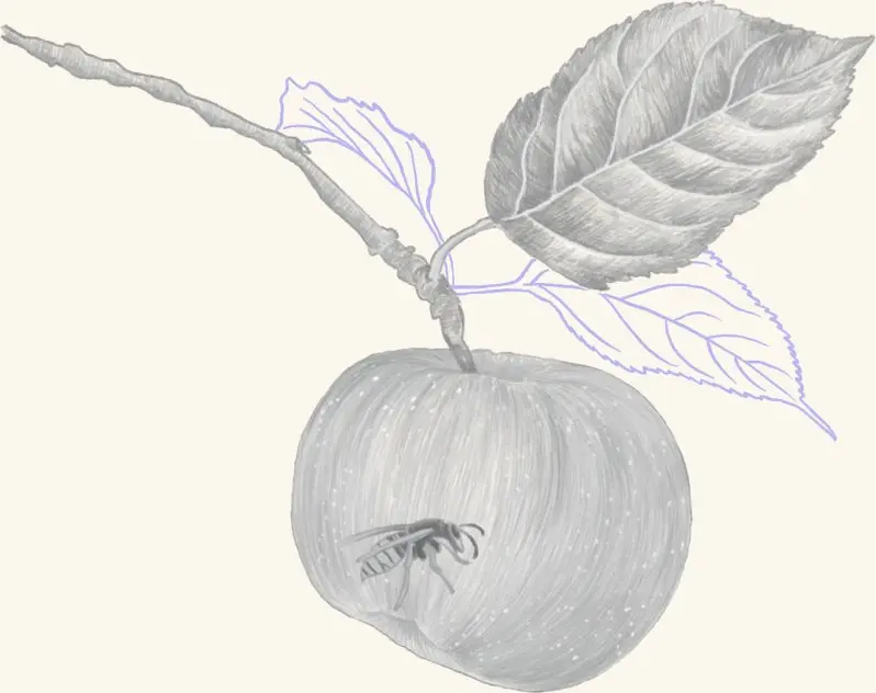 An apple on the branch