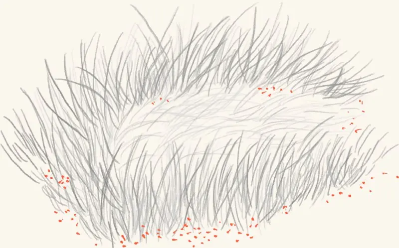 A duck's ground nest in the grass