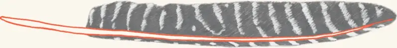 A wild turkey feather