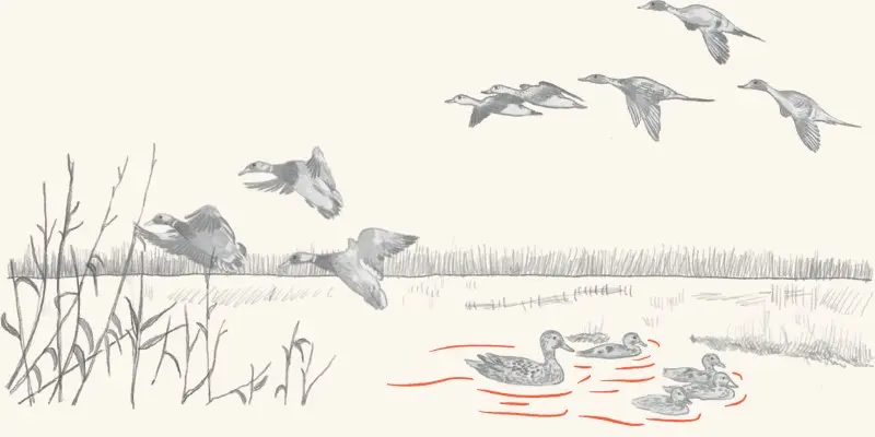 Waterfowl over a marsh with decoys