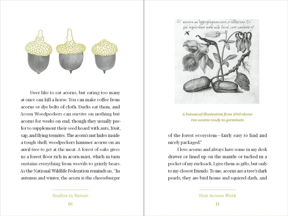 An interior spread pairing an acorn illustration with body text