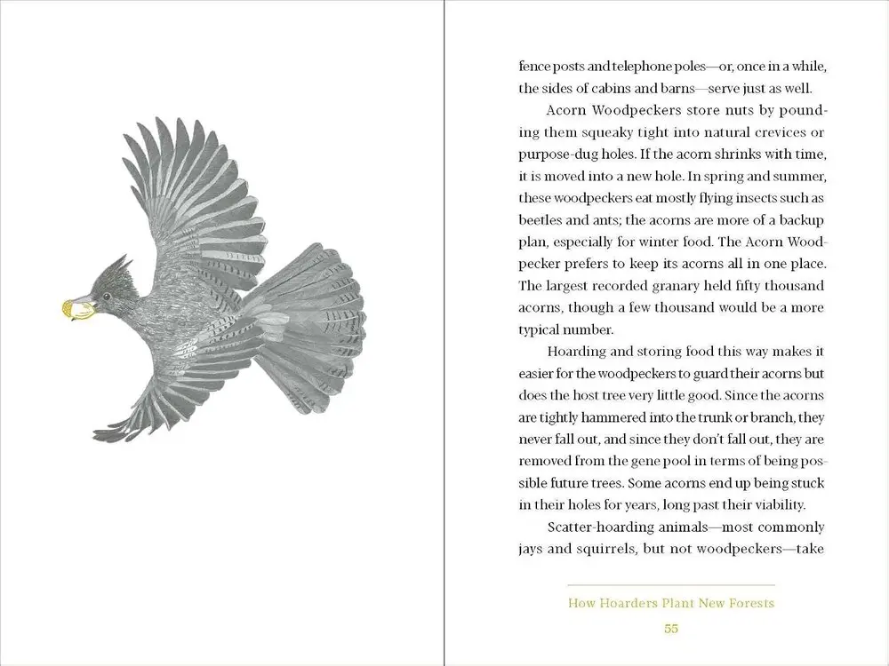 An interior spread with an acorn woodpecker illustration facing body text