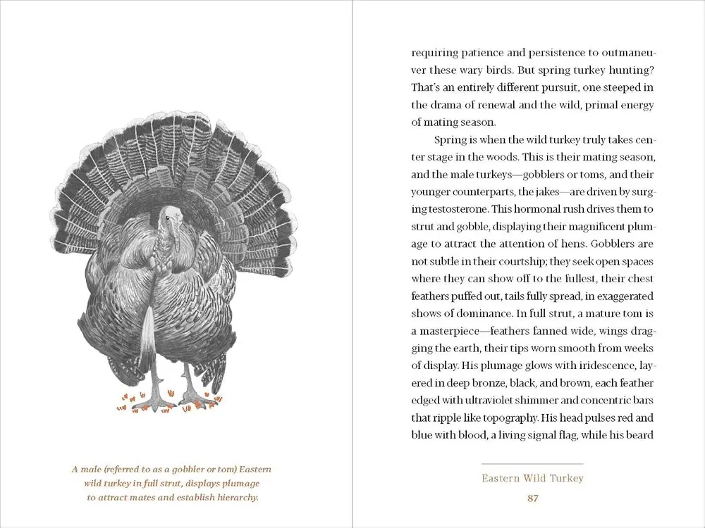 An interior spread with a wild turkey illustration facing body text