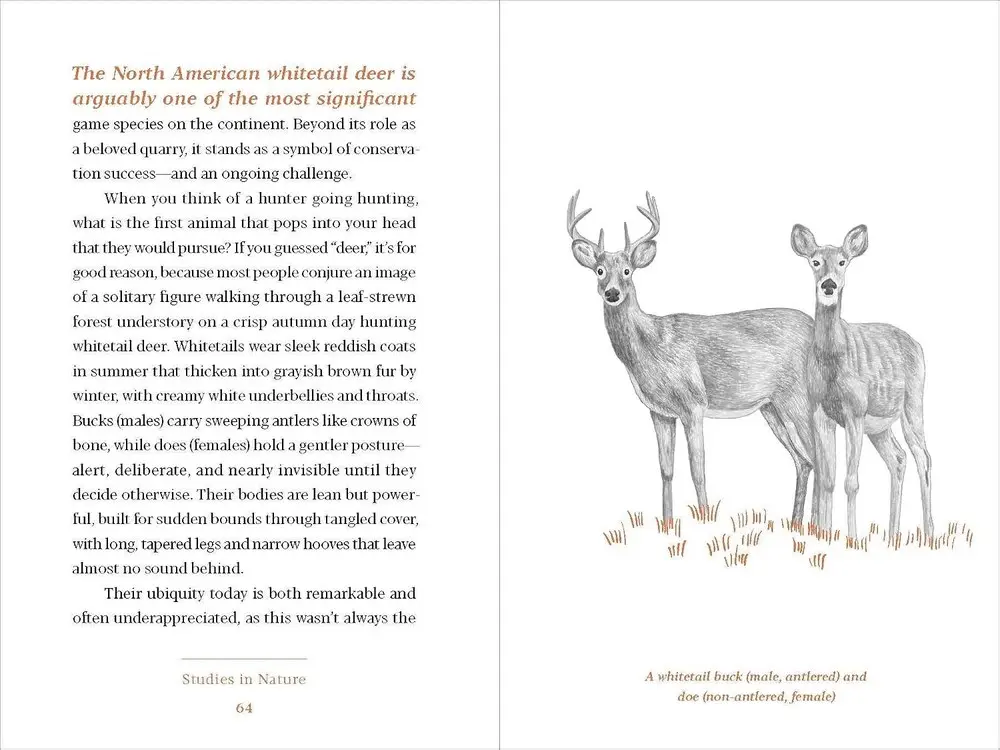 An interior spread with a whitetail deer illustration and body text