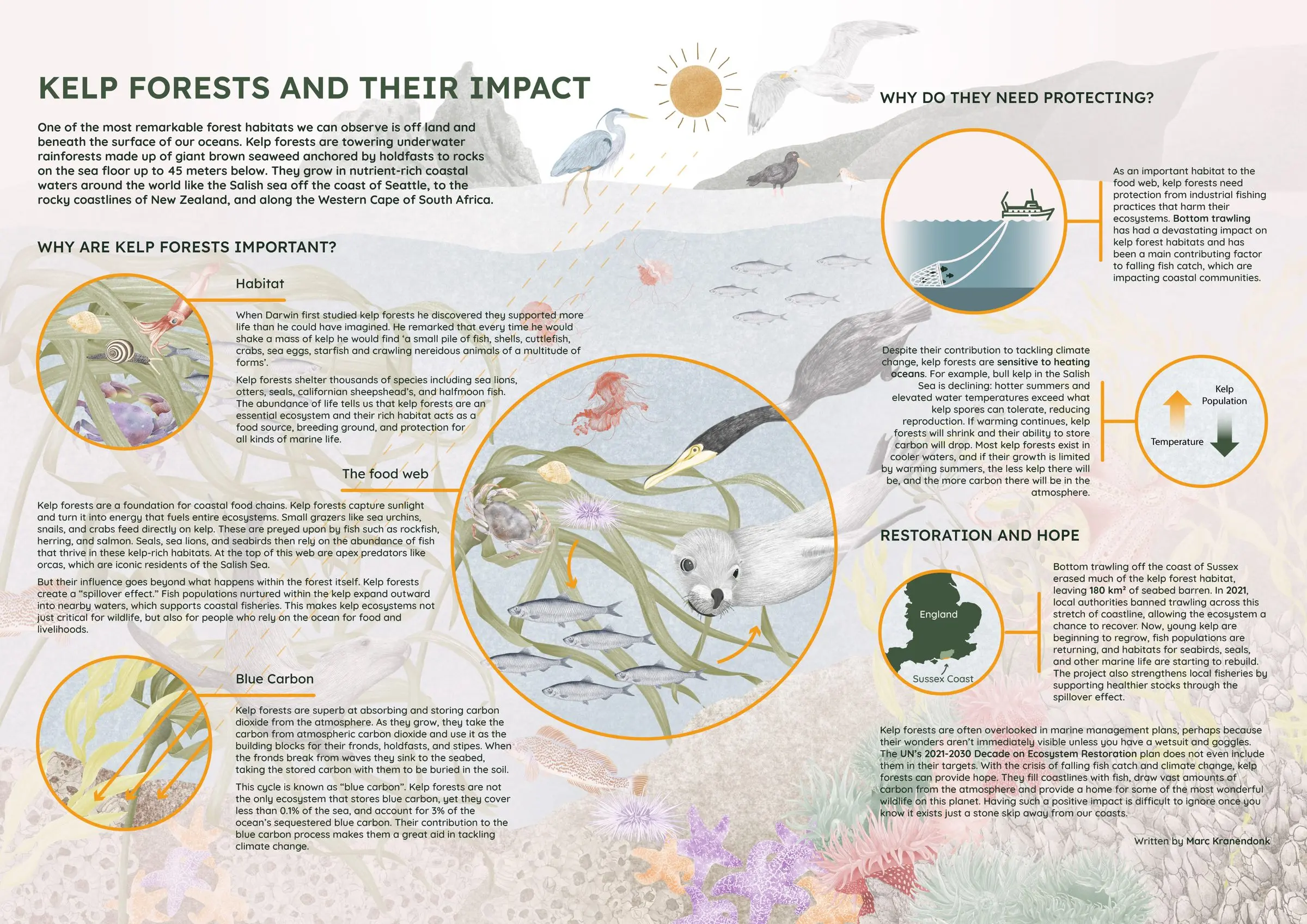 An illustrated infographic on kelp forests — the underwater food web, blue carbon storage, the threat from bottom trawling, and restoration work off the coast of Sussex