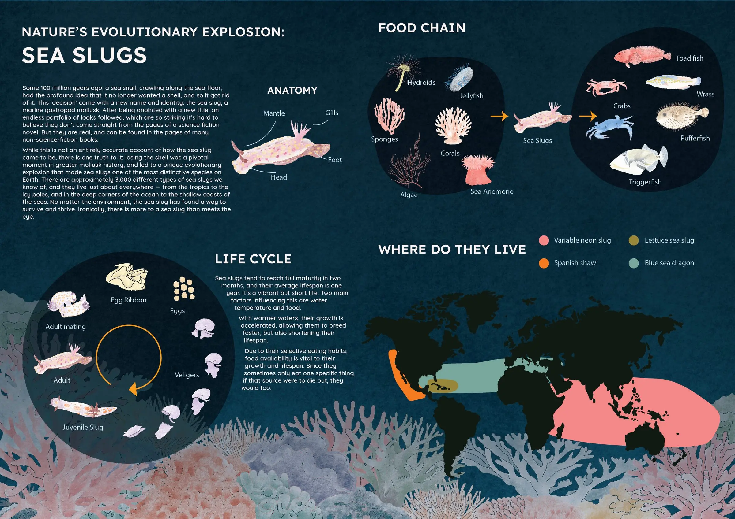 The left half of an illustrated sea slug spread, covering anatomy, the food chain, the life cycle from egg ribbon to adult, and a world map of where sea slugs live