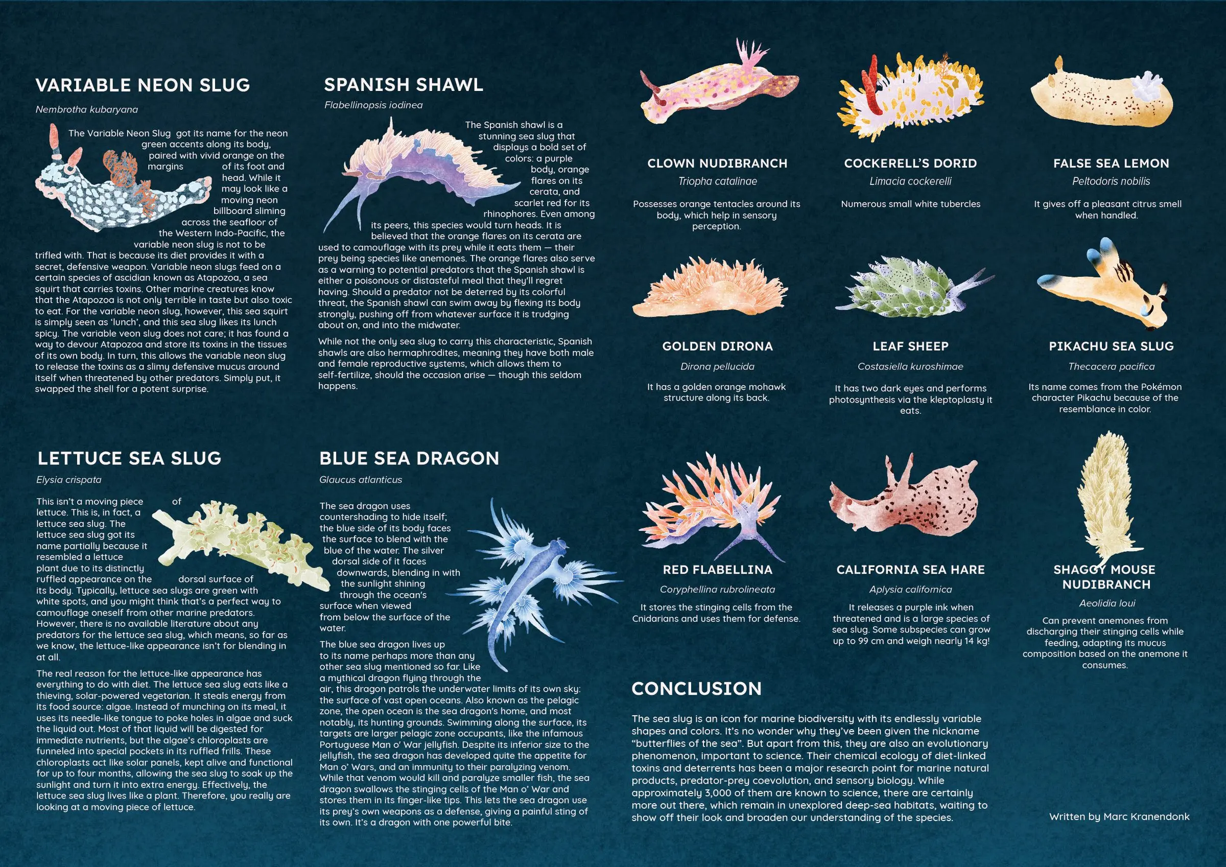 The right half of the sea slug spread, with painted profiles of twelve species including the variable neon slug, Spanish shawl, blue sea dragon, lettuce sea slug and Pikachu sea slug