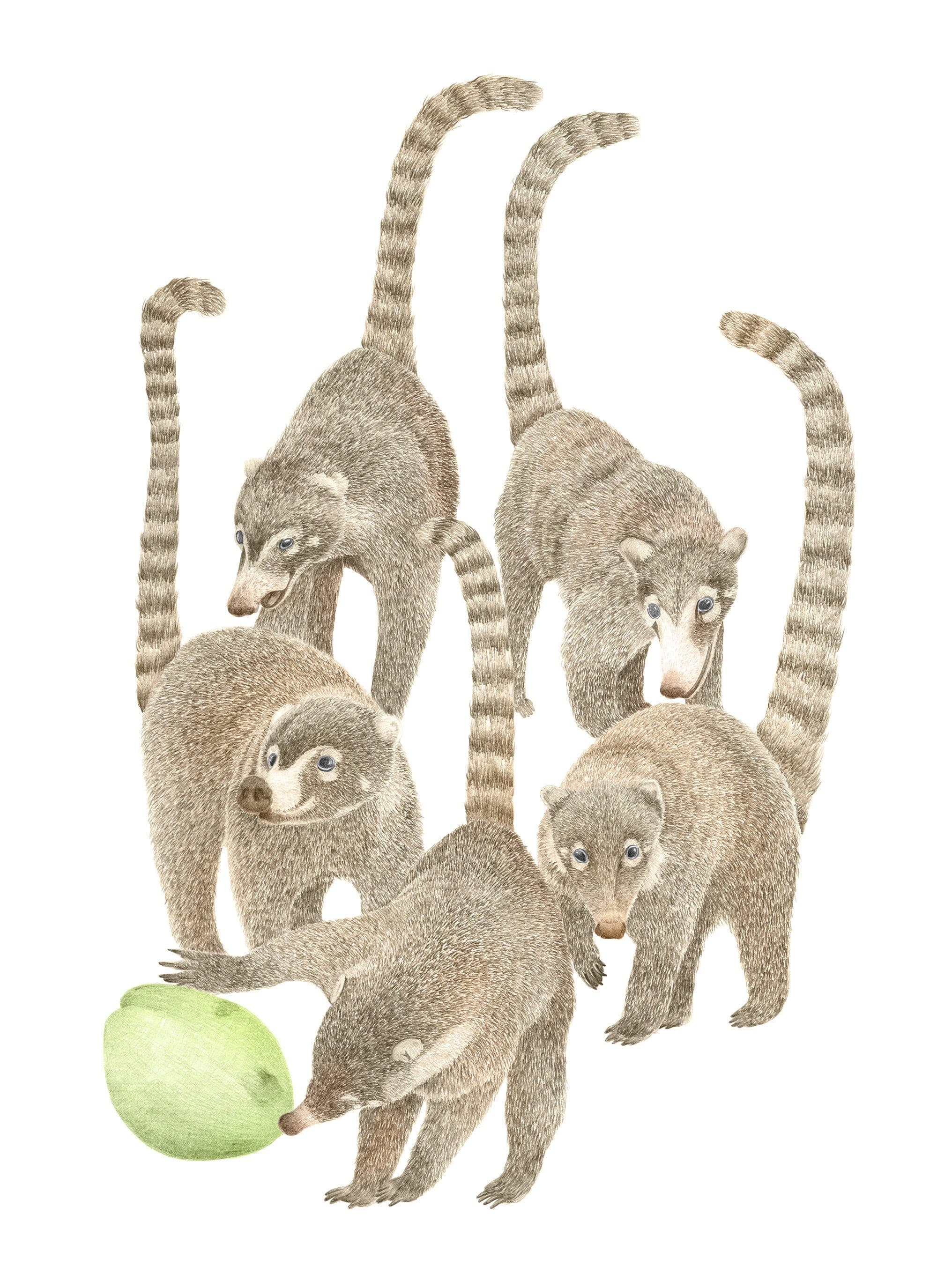 A watercolour illustration of a family of five coatis with long ringed tails, one nosing a green fruit