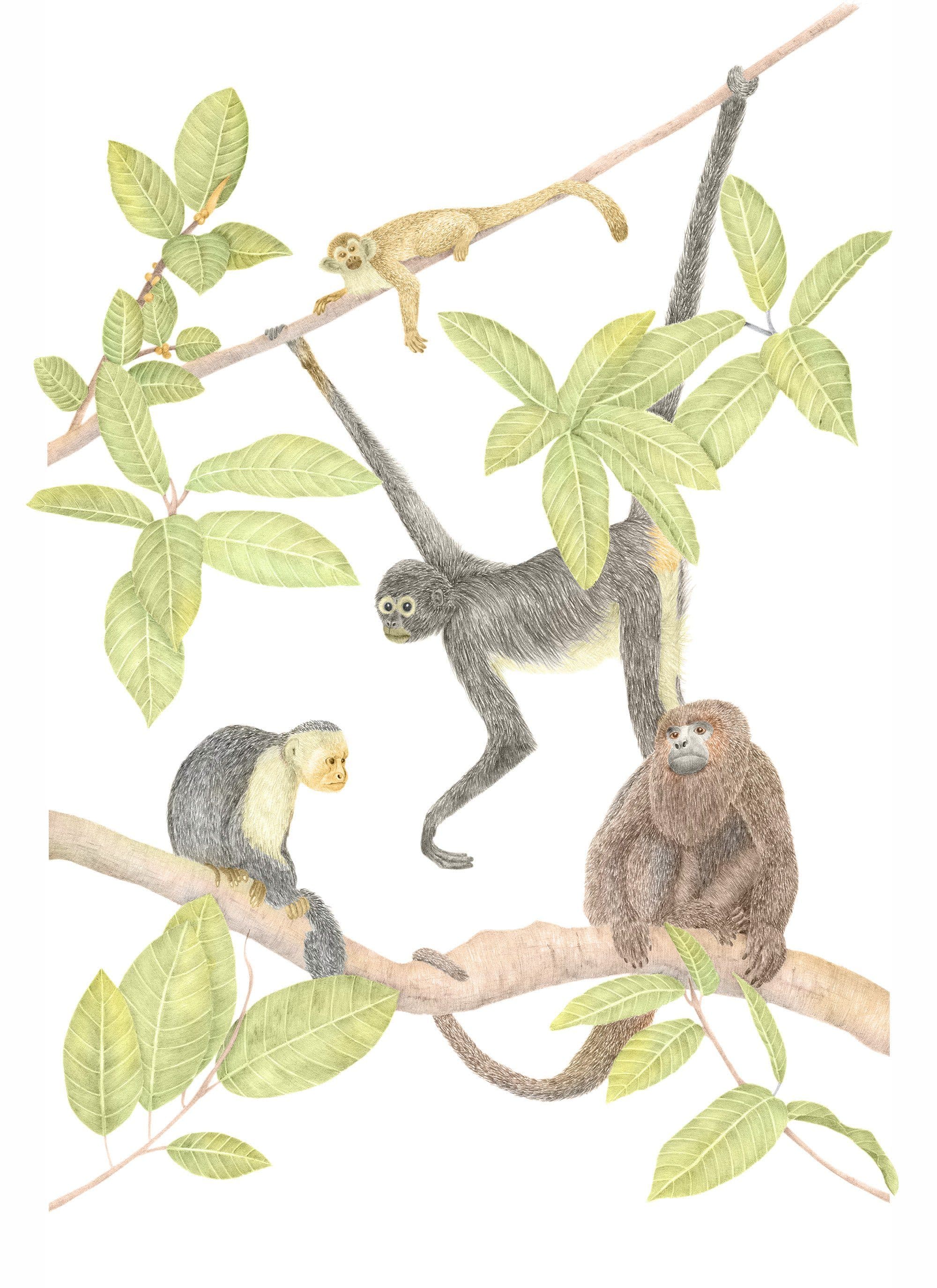 A watercolour illustration of four monkeys native to Costa Rica among branches and leaves — squirrel, spider, howler, and white-faced capuchin