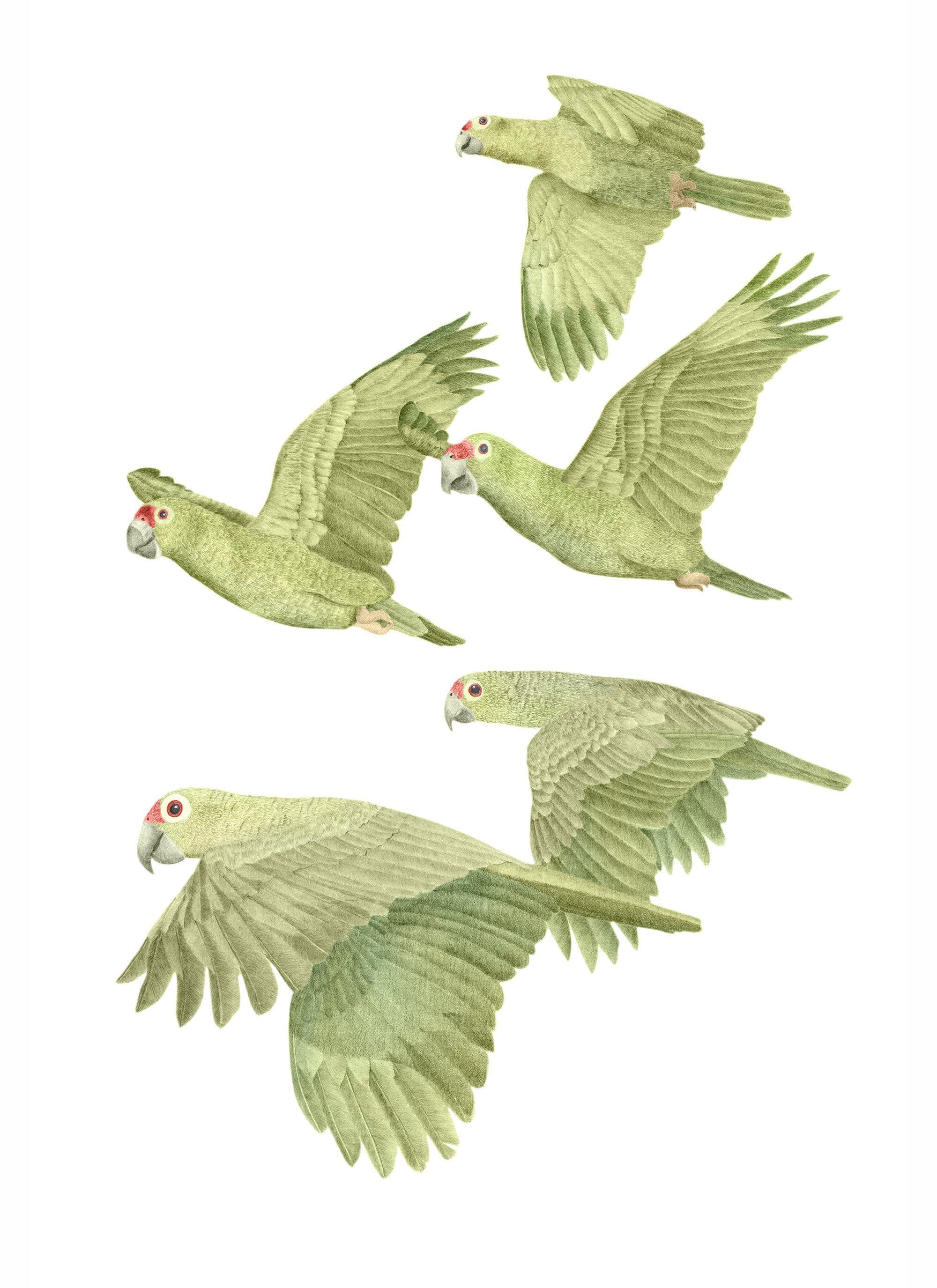 A watercolour illustration of four red-lored parrots in flight, wings spread
