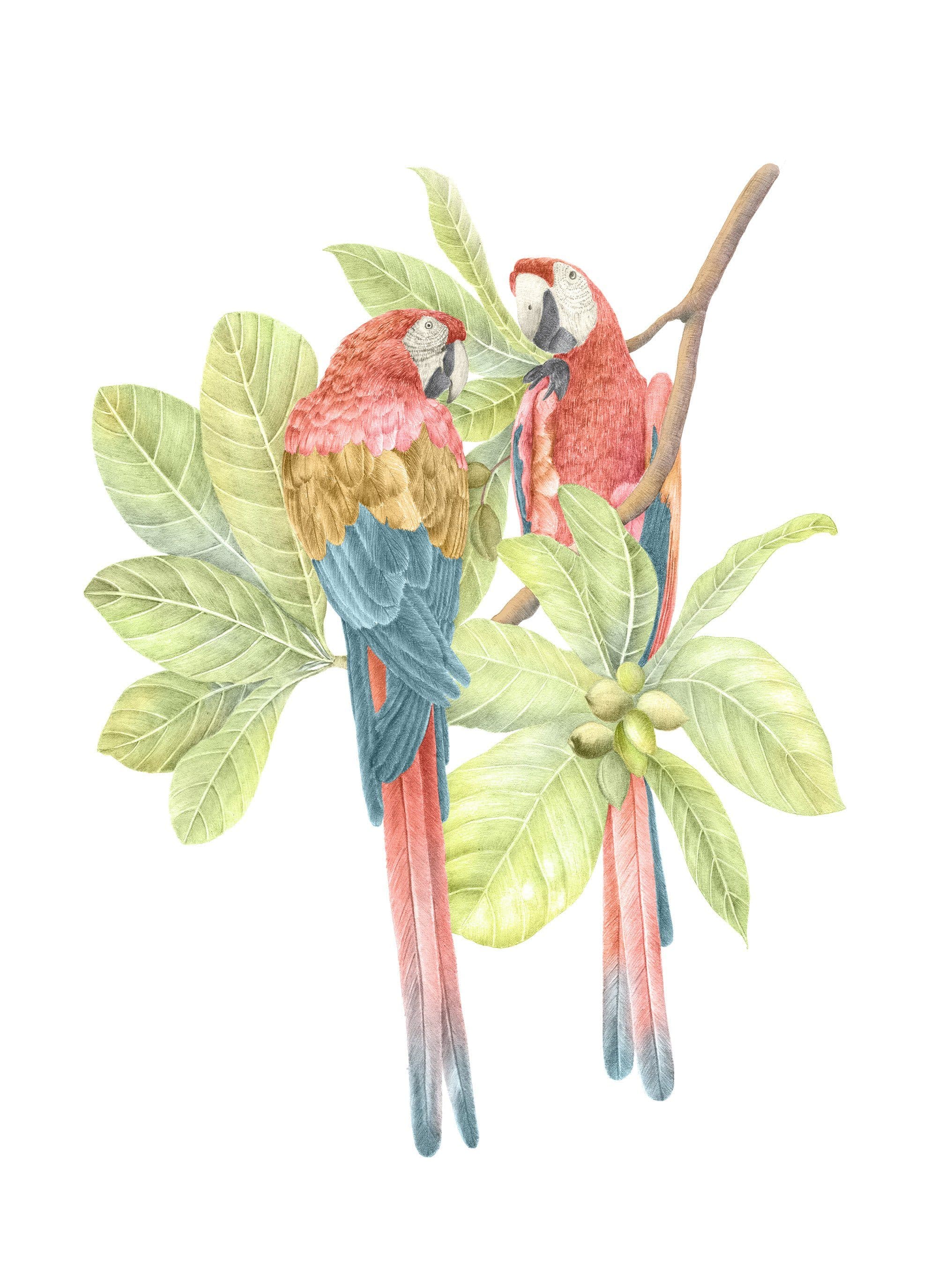 A watercolour illustration of a pair of scarlet macaws resting on a beach almond tree