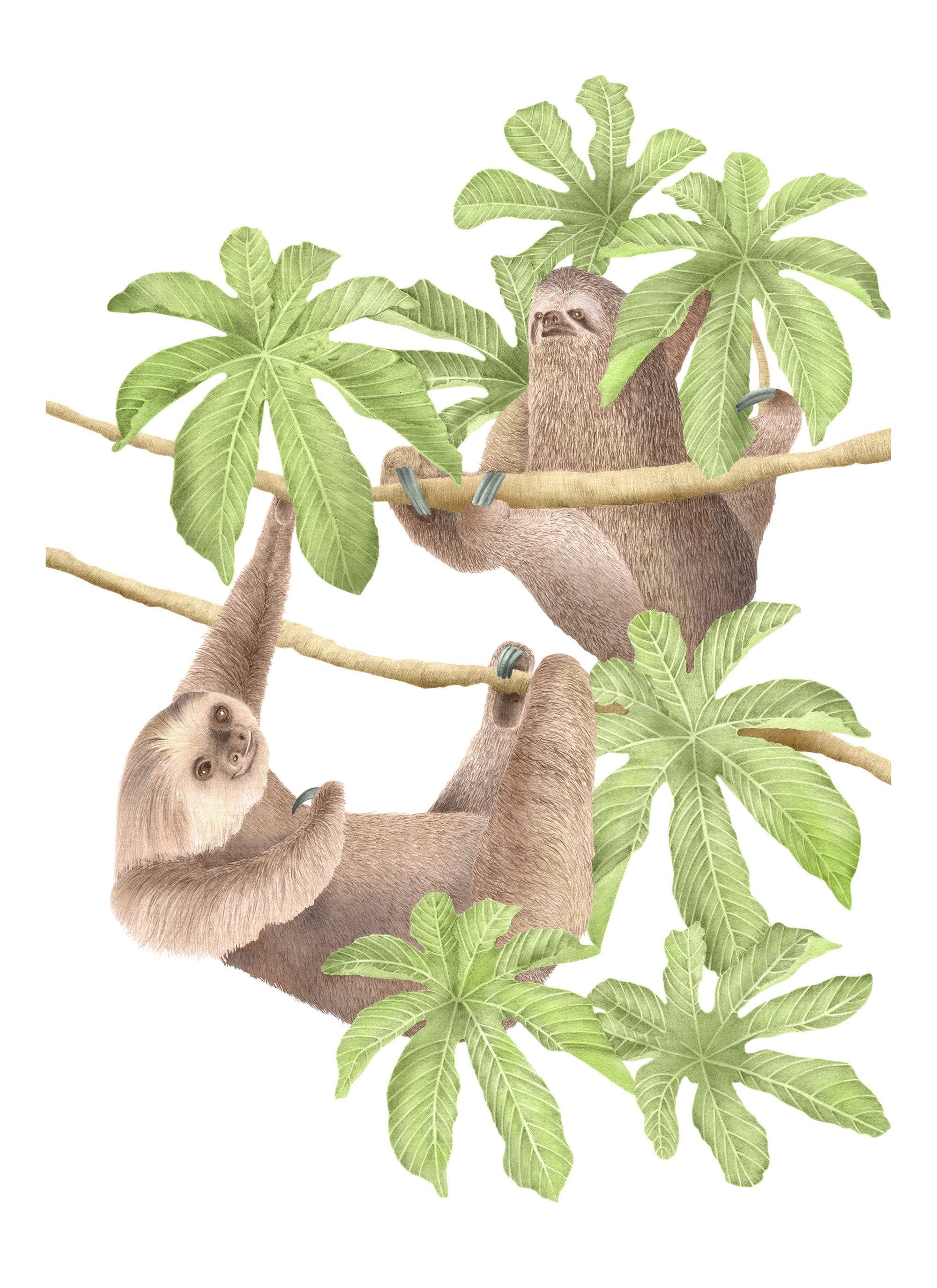 A watercolour illustration of three sloths hanging from branches among broad green leaves