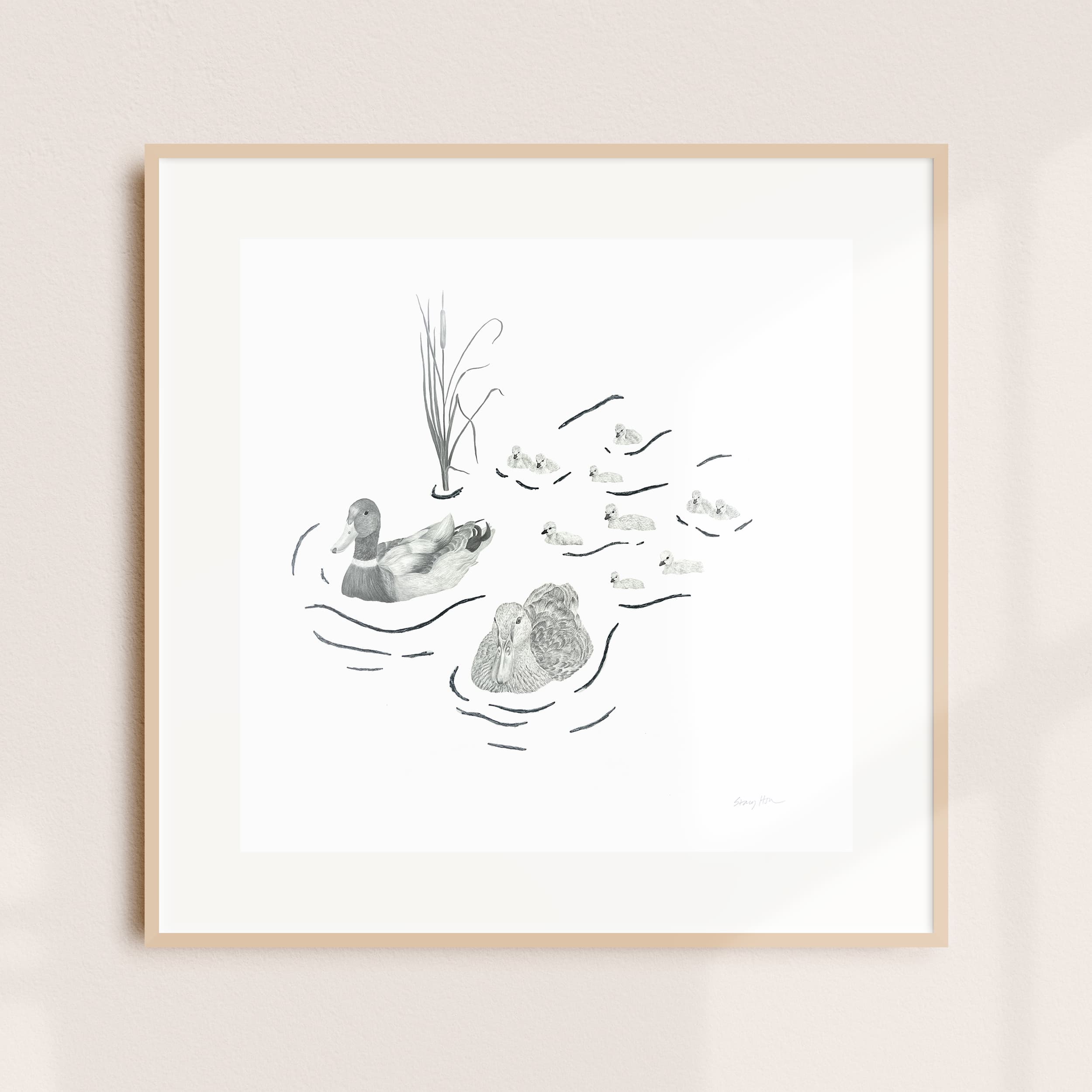 A framed illustration of a mallard with ducklings swimming