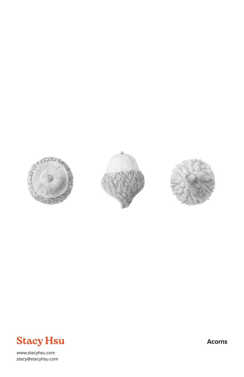 Acorns