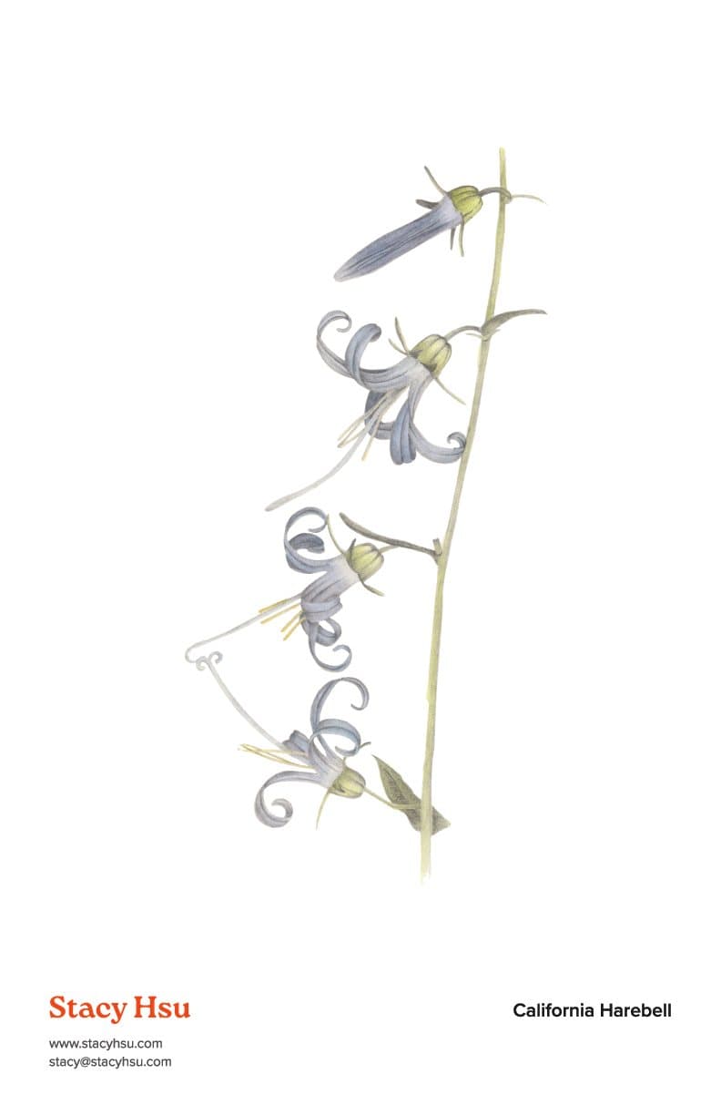 California Harebell