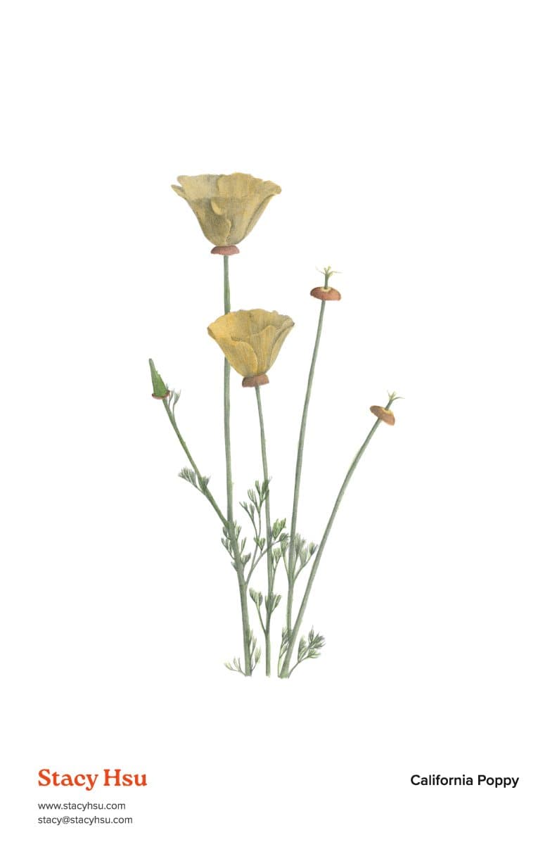 California Poppy