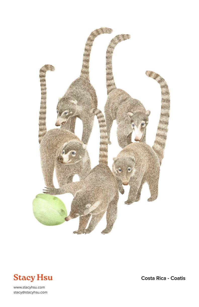 Costa Rica - Coatis