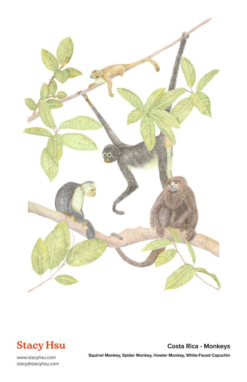 Costa Rica - Monkeys