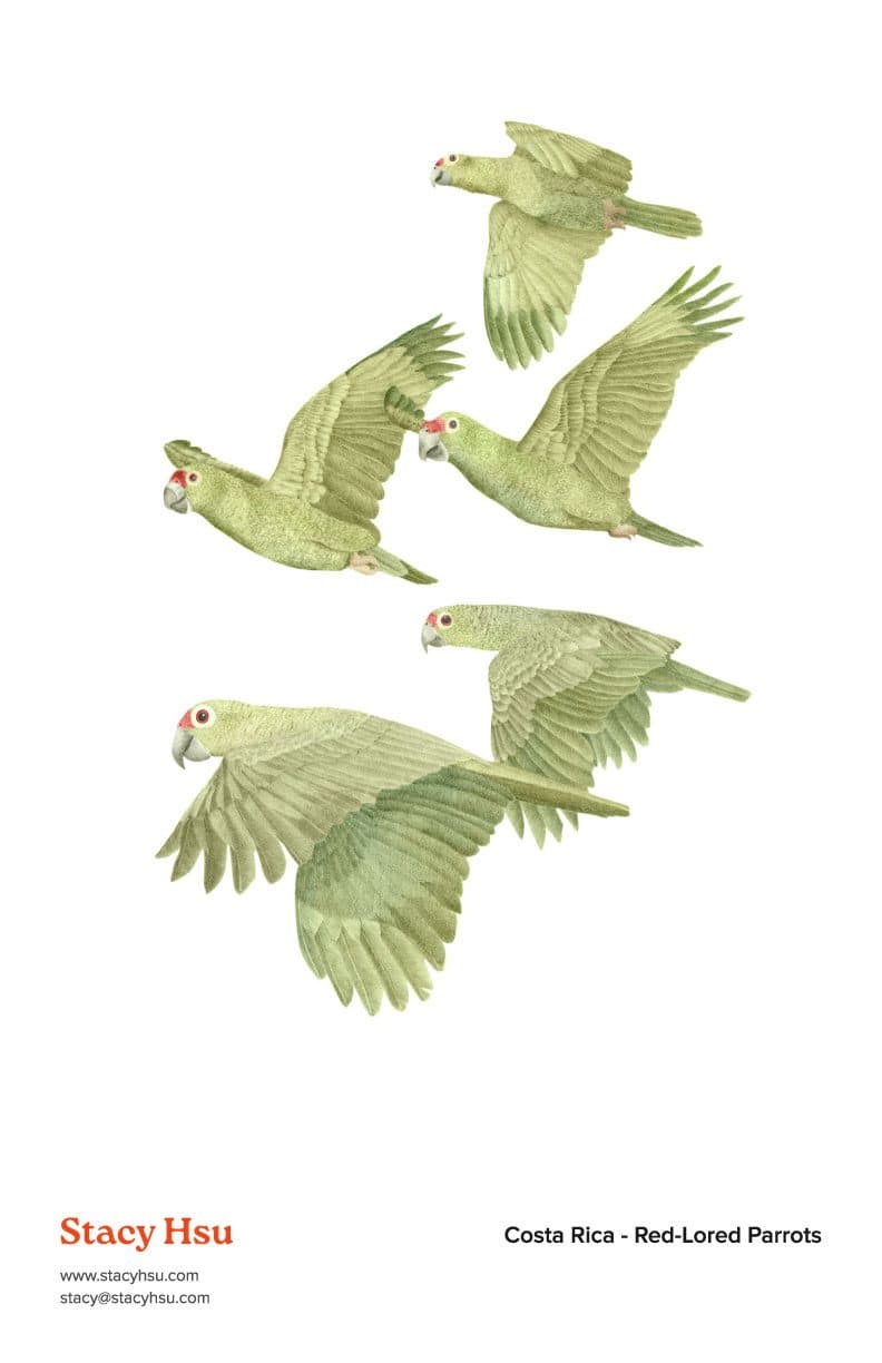 Costa Rica - Red-Lored Parrots