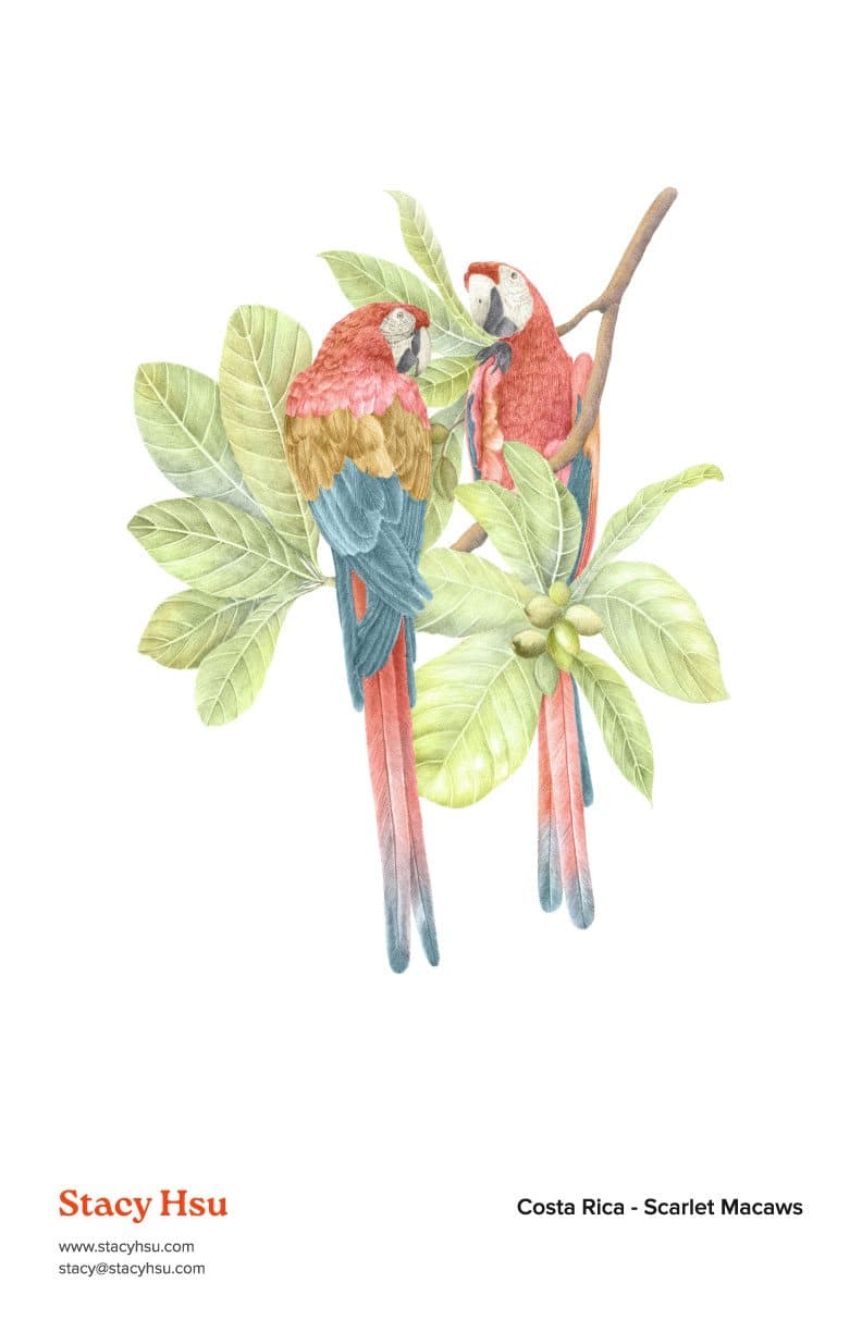 Costa Rica - Scarlet Macaws