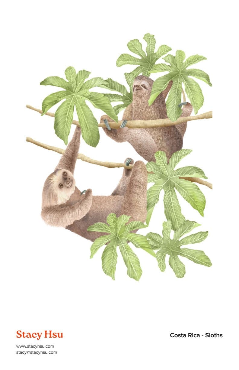 Costa Rica - Sloths