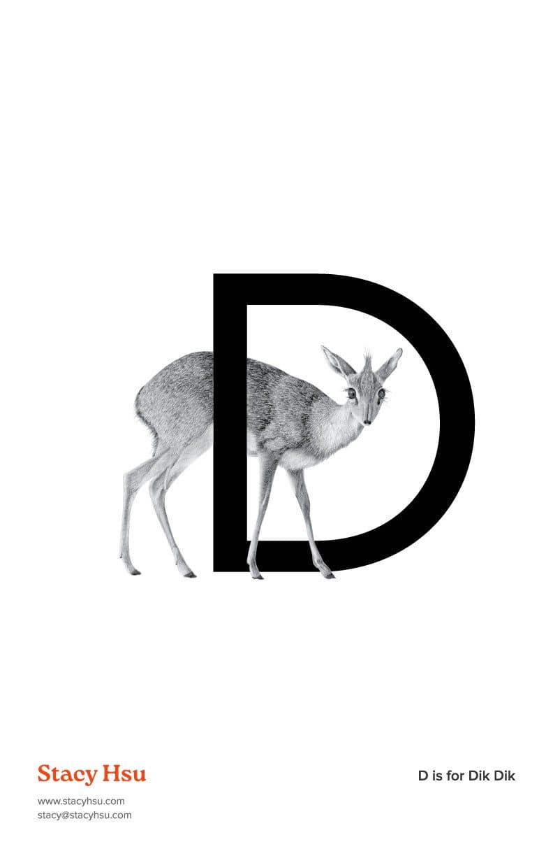 D is for Dik Dik