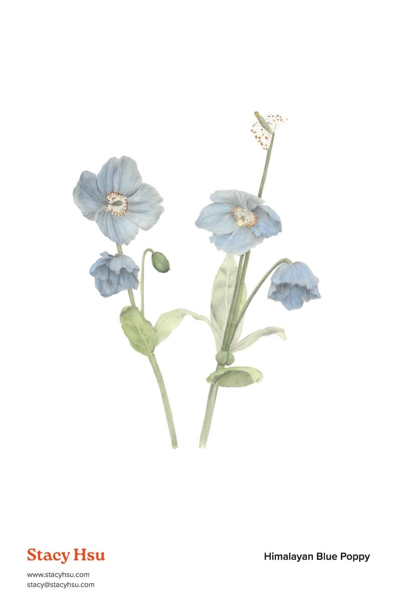 Himalayan Blue Poppy