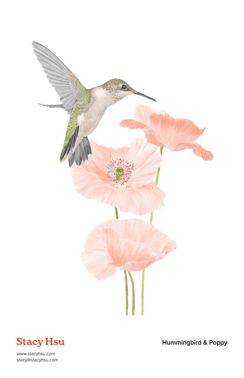 Hummingbird & Poppy