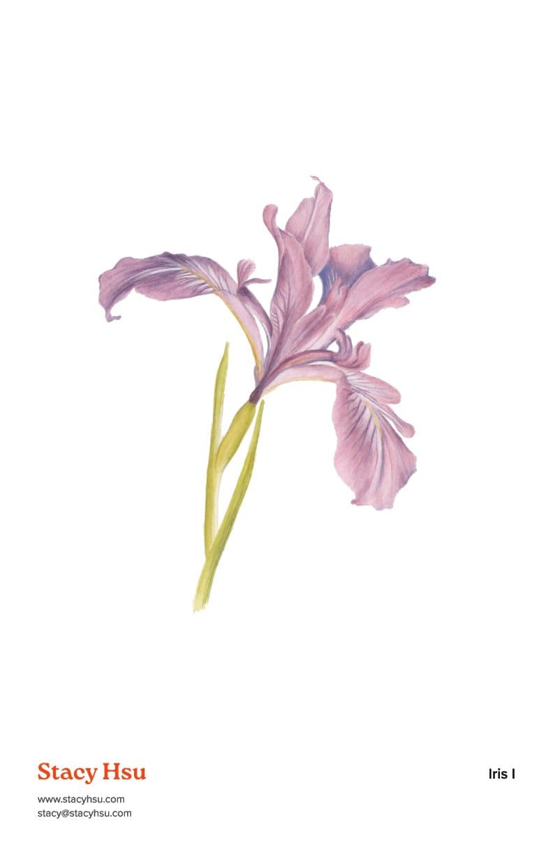 Iris I