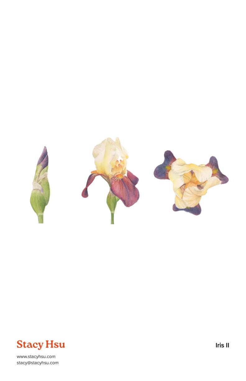 Iris II