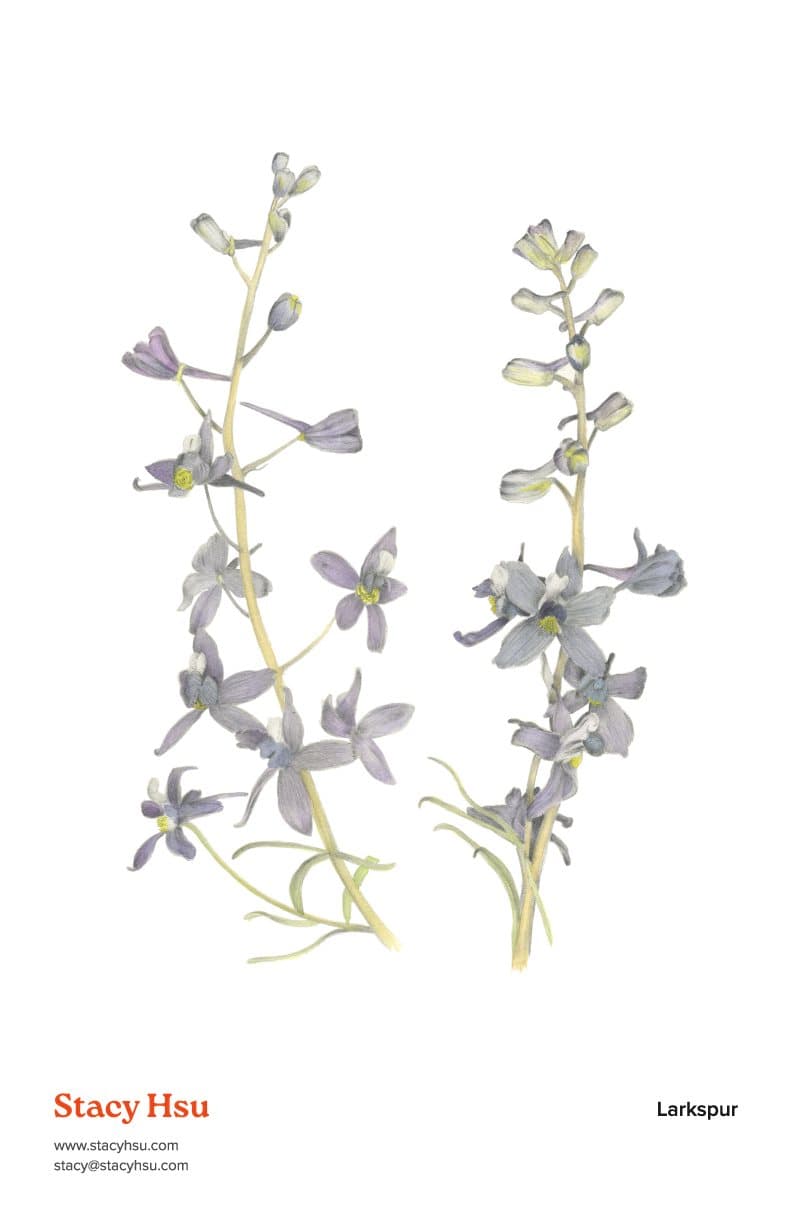 Larkspur