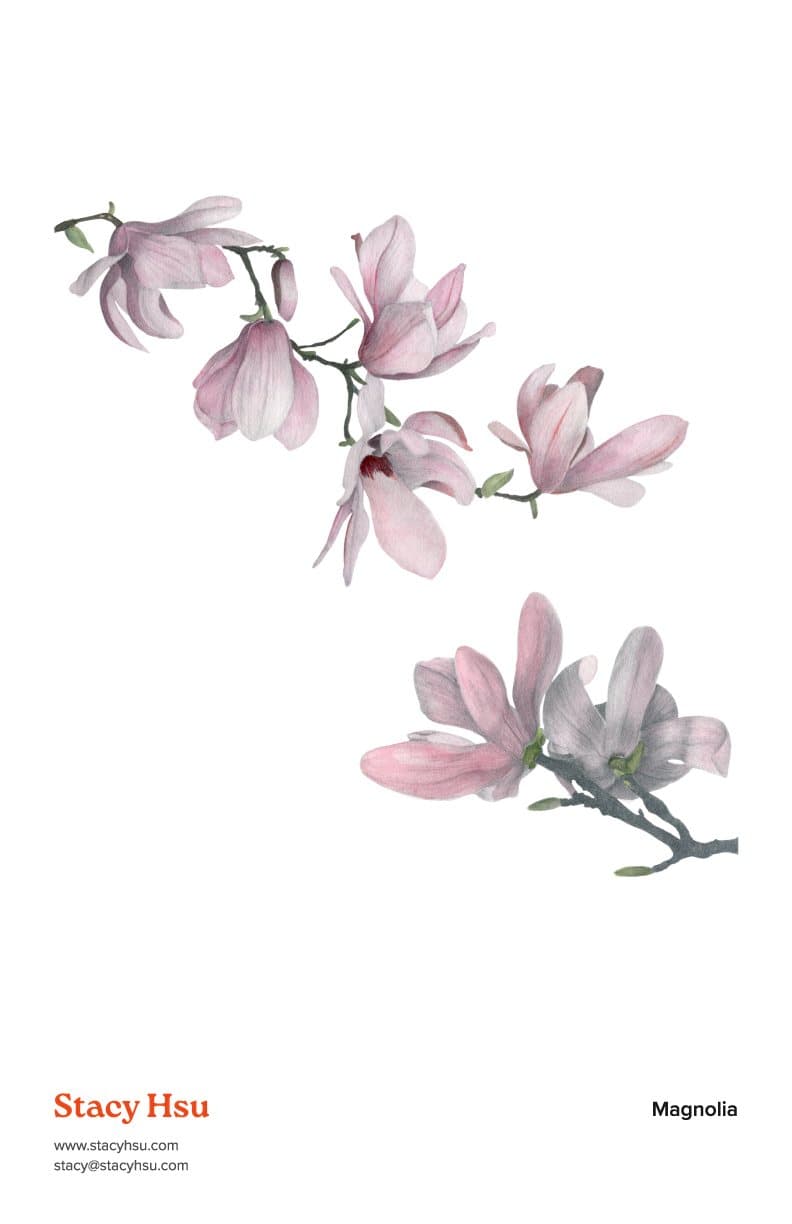 Magnolia