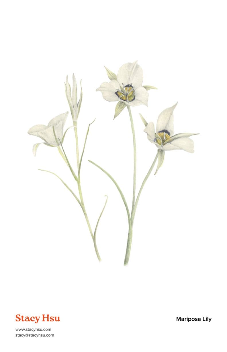 Mariposa Lily