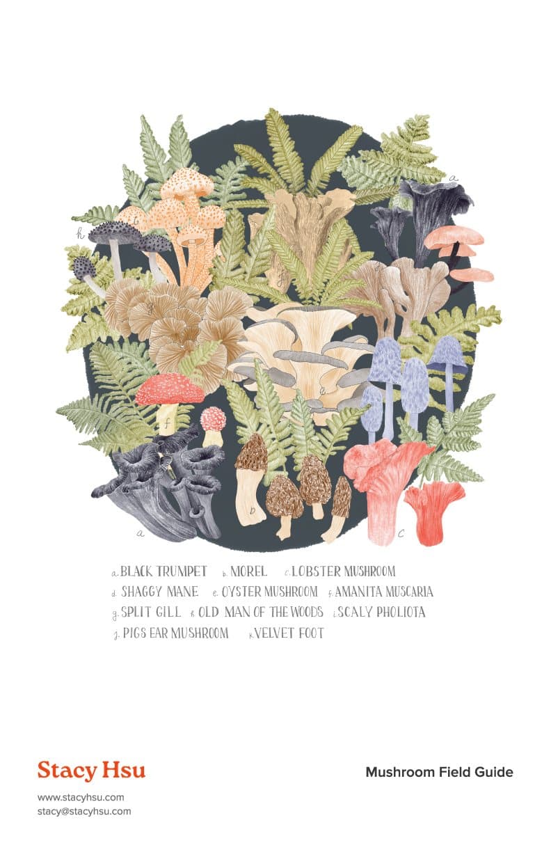 Mushroom Field Guide