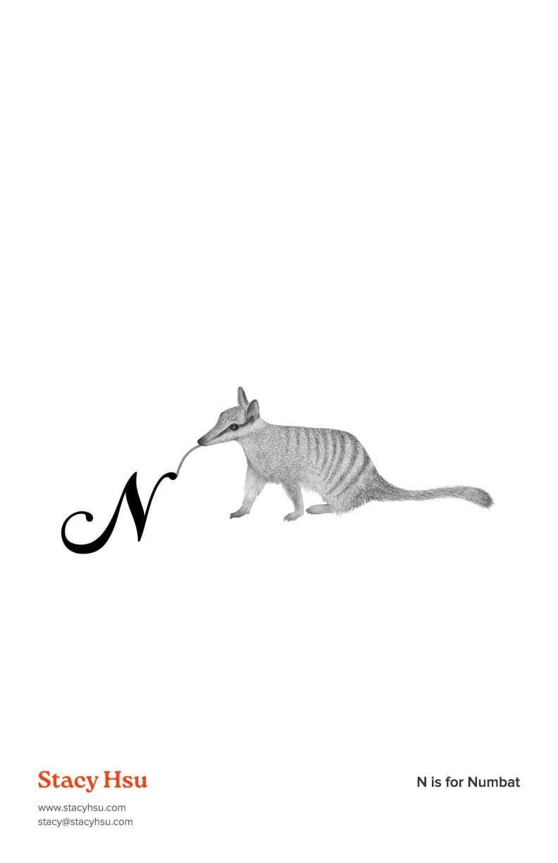 N is for Numbat