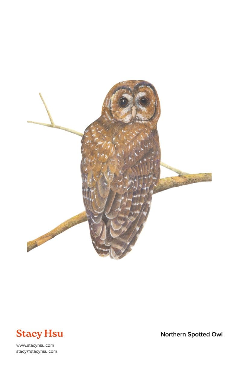 Northern Spotted Owl