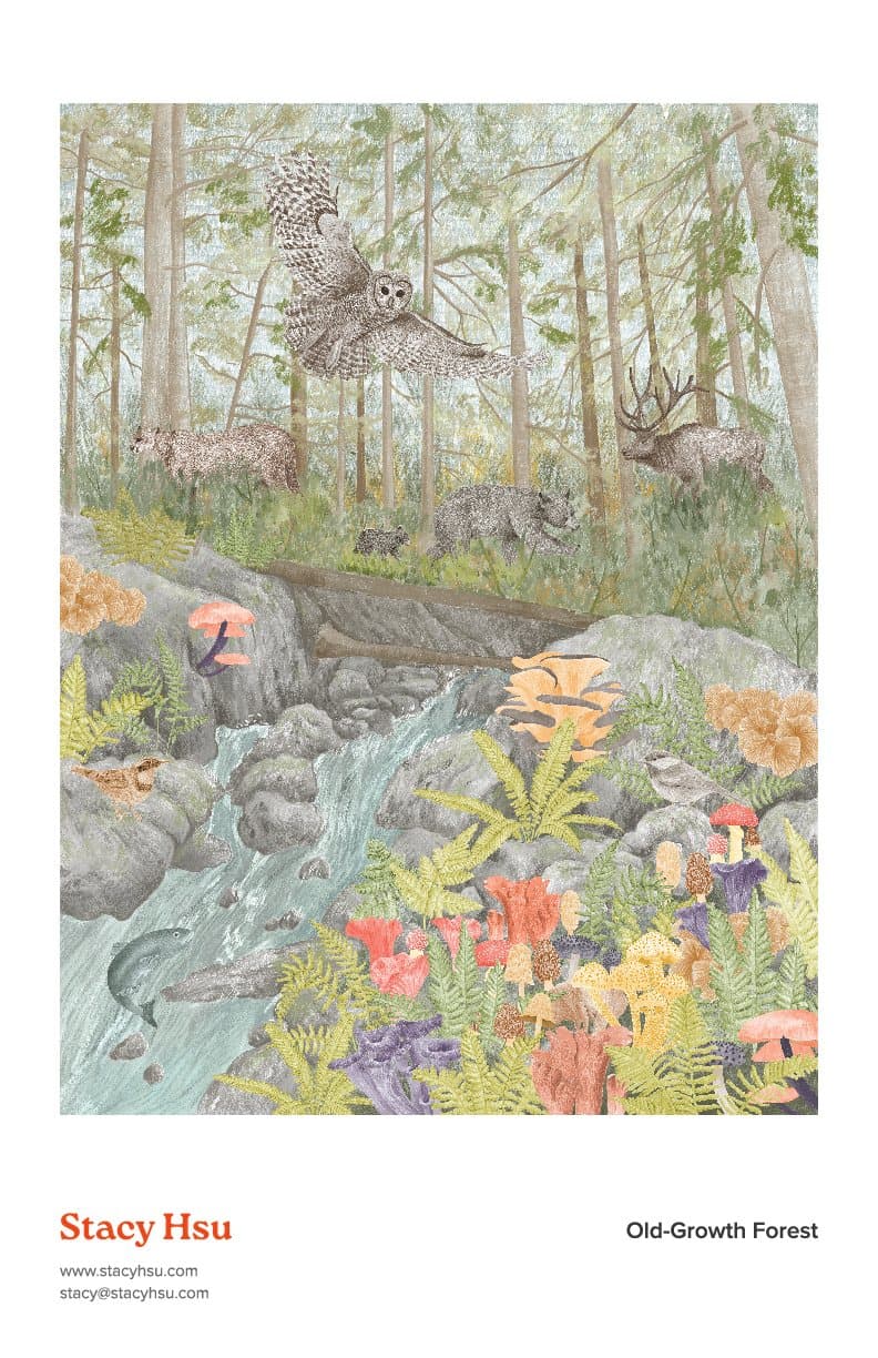 Old-Growth Forest