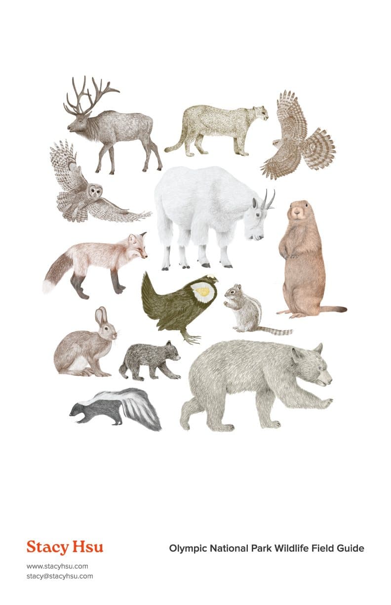 Olympic National Park Wildlife Field Guide