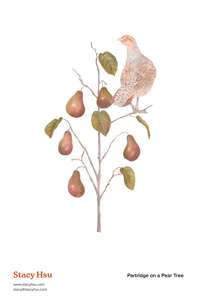 Partridge on a Pear Tree