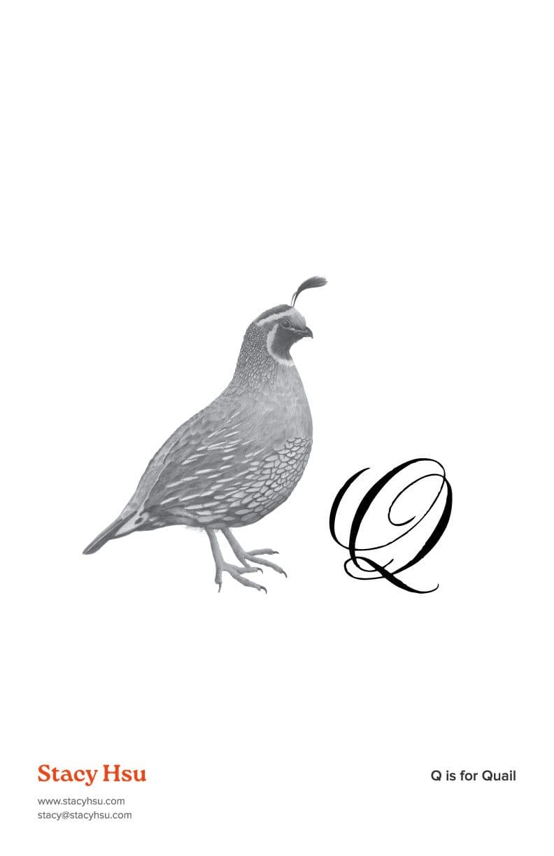 Q is for Quail