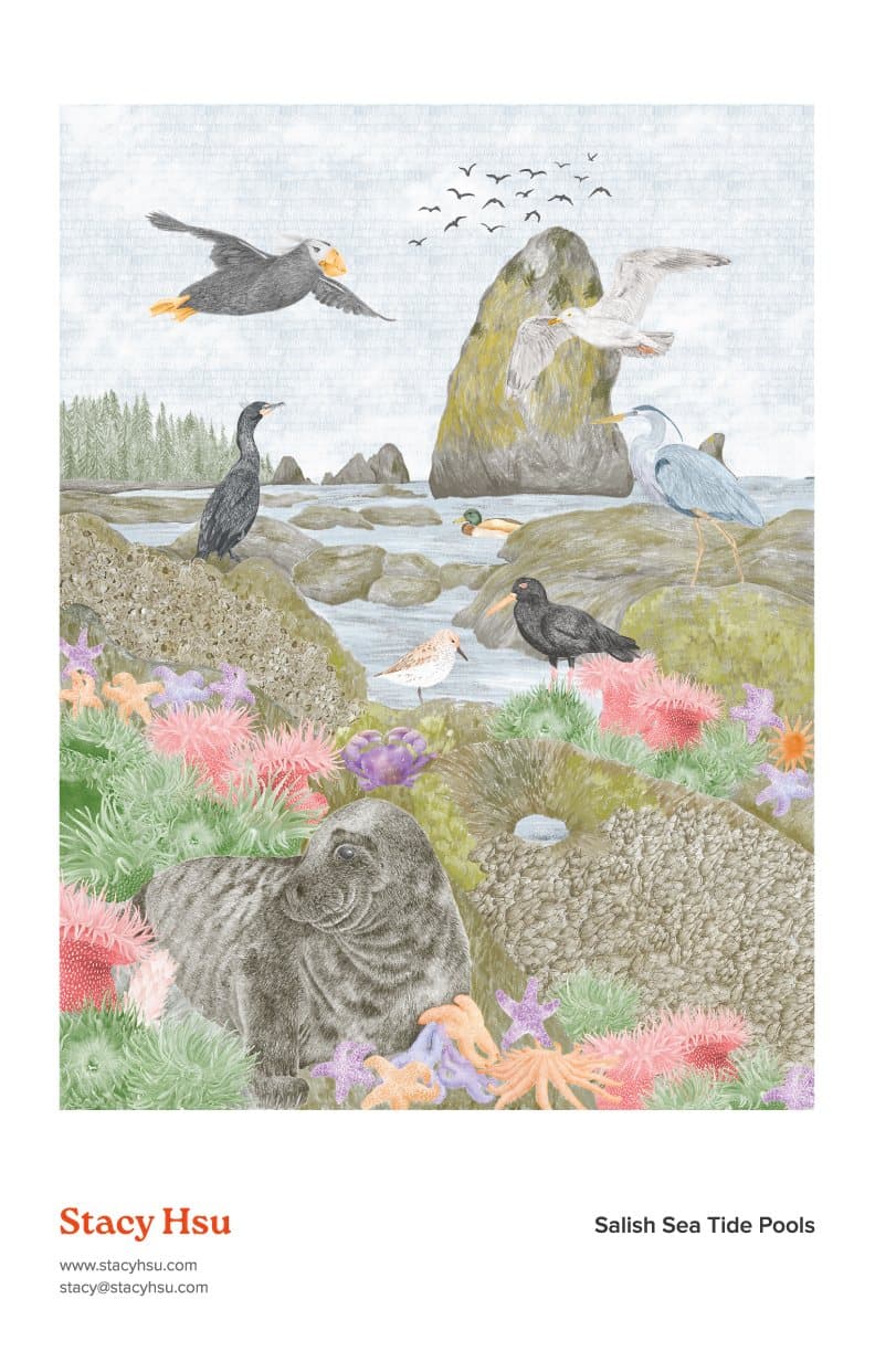 Salish Sea Tide Pools