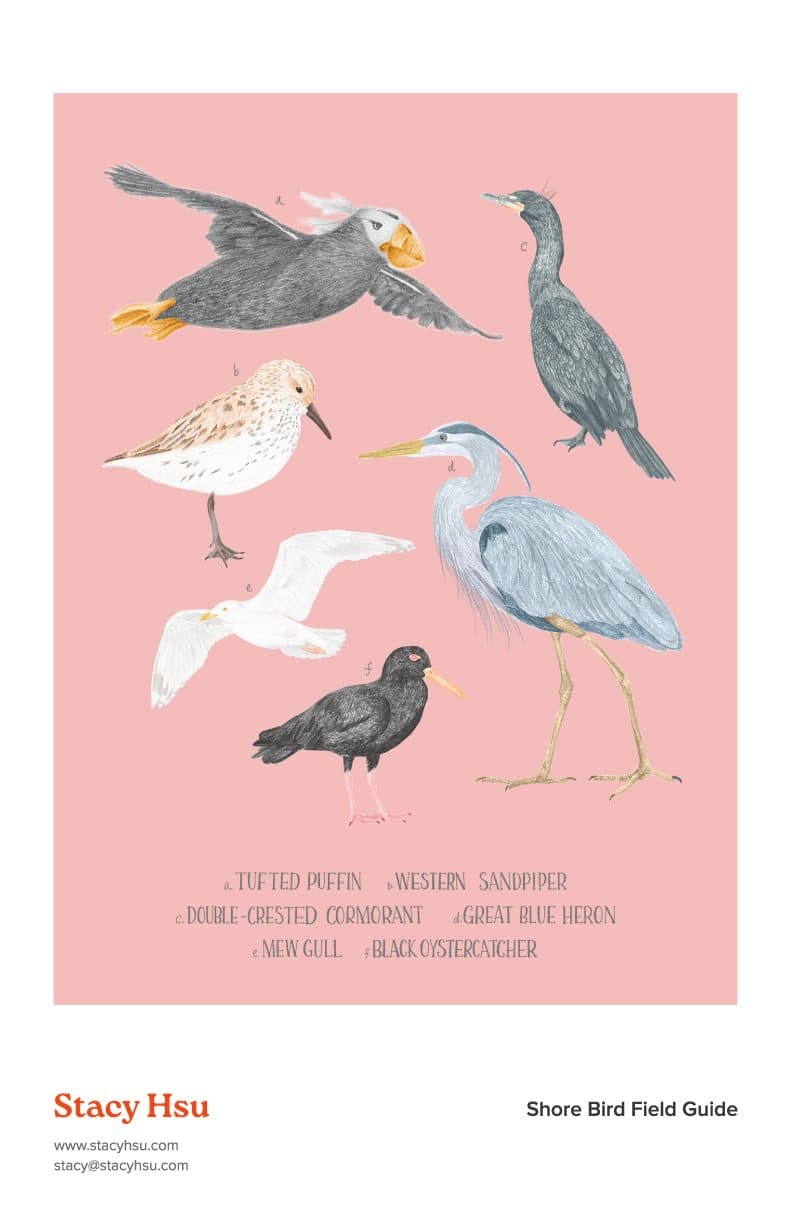 Shore Bird Field Guide