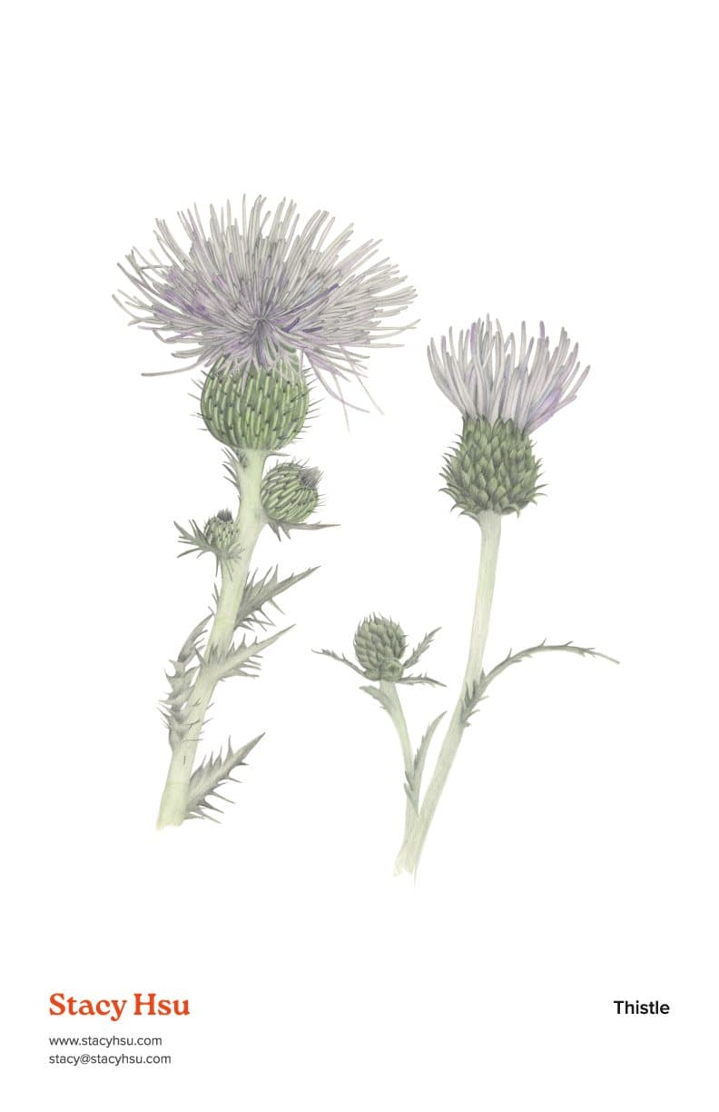 Thistle