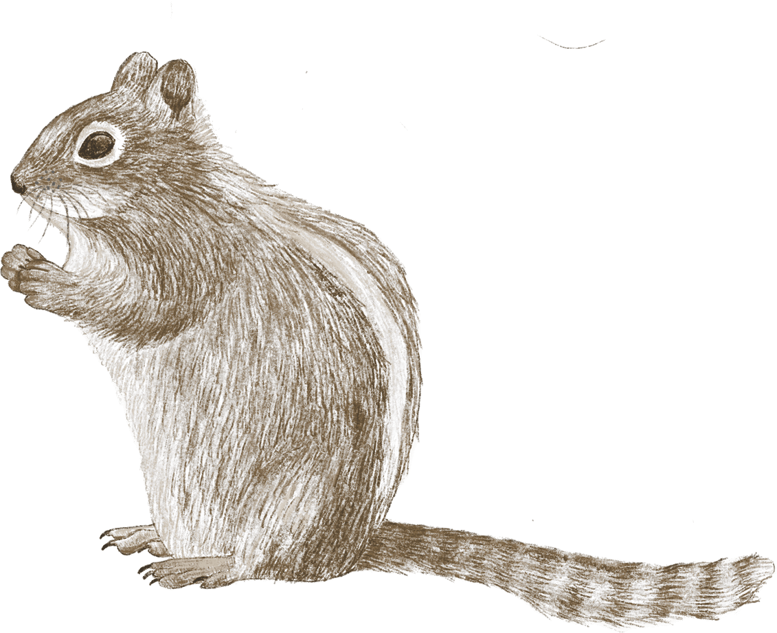 A chipmunk