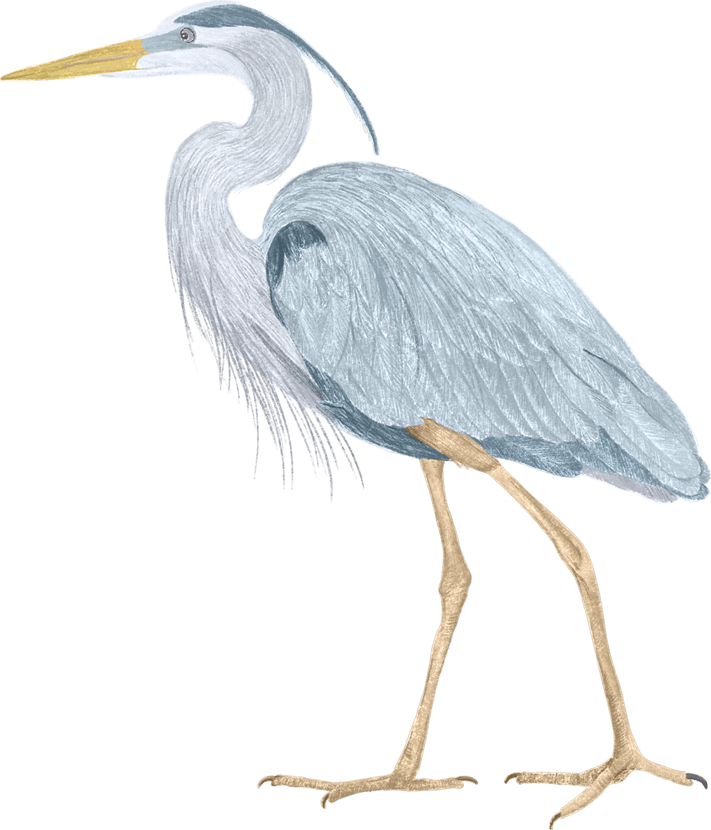 A great blue heron