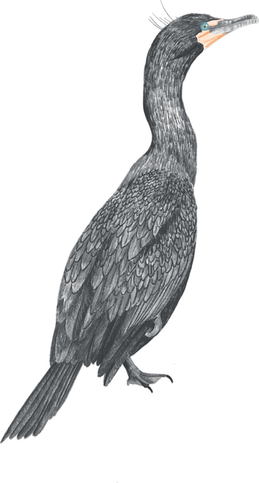 A cormorant