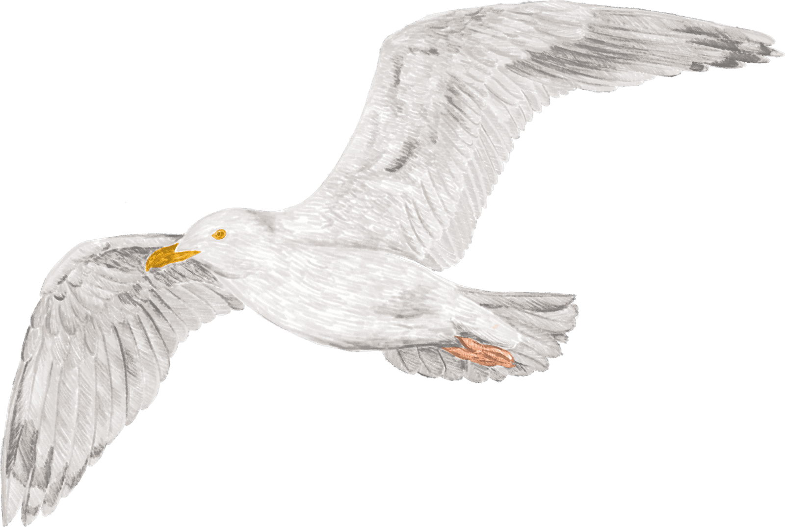 A gull in flight